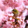河津桜とメジロ2