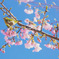 春の花