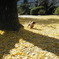 錦帯橋傍の「紅葉谷公園」銀杏と愛犬