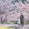 河津桜