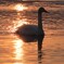 屈斜路湖の夕暮れ時