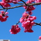 冬の花