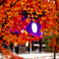 秋の紅葉 in 永観堂