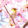 メジロ 2003051
