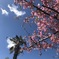 河津桜