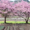 2年振りの菜の花と河津桜