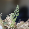 仕事場の観葉植物