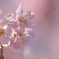 春めき桜