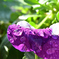 D7K_3433R