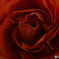 薔薇