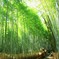 戻った竹林