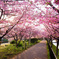 今年も河津桜