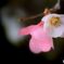 ボケの花