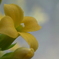 P1200567　窓辺の花