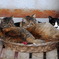 three cats in a rattan bed