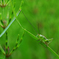 春の緑　キリギリスもミドリ