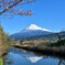 桜と富士山