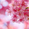 見上げた空は桜色