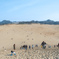 鳥取砂丘．4 - 馬の背の頂上