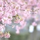 春・ふんわり
