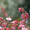 D7K_4058R