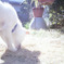枯れた芝生と子犬の鼻