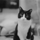 白黒猫