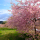 河津桜 1