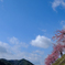 河津桜 2