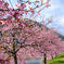 河津桜 3