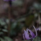 花　その127