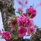 桃の花