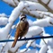 雪と野鳥1