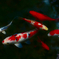 鯉