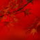 紅の秋