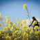 rape blossoms