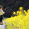 菜の花畑②