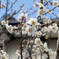 Sakura in the house Japanese style