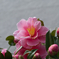 Pink Flower blossom at french