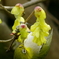花蜜が好き!!