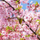 桜のプールや～
