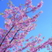 河津桜と空