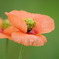 ピンクオレンジの花