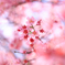 河津さくら。