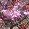 早咲きの桜