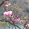 早咲きの桜２