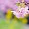 河津桜