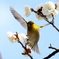 春の舞い