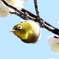 野鳥…メジロ