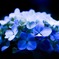紫陽花